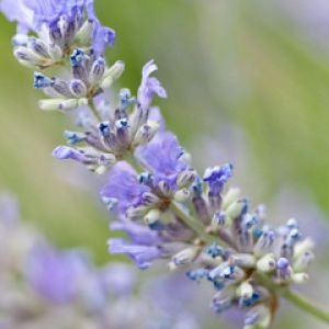 Flor de Lavanda en Primer Plano