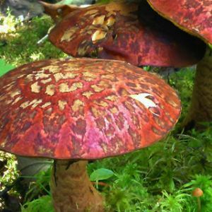 Hongos Coloridos en la Naturaleza