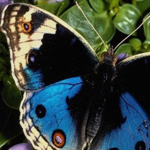 Mariposa Azul en Flores