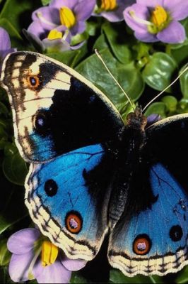 Mariposa Azul en Flores