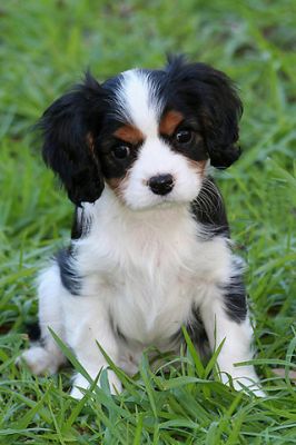Adorable Cachorro Cavalier King Charles