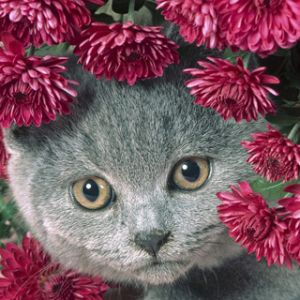 Gatito Gris Adorable con Flores