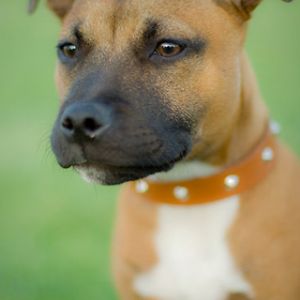Retrato de Perro Marrón