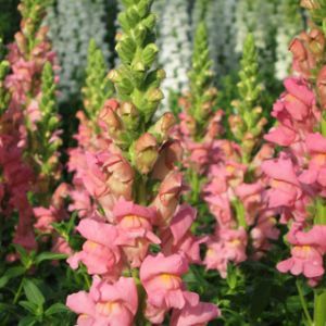 Hermosas Flores Snapdragon