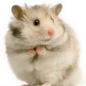 Fondo de Hamster Adorable