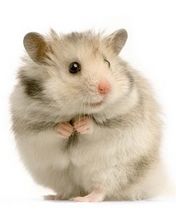 Fondo de Hamster Adorable