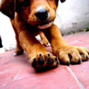 Cachorro Adorable