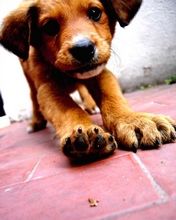 Cachorro Adorable