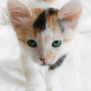 Gatito Adorable con Ojos Verdes