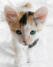 Gatito Adorable con Ojos Verdes