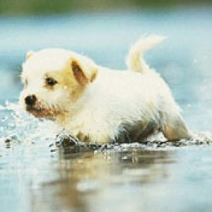 Cachorro Adorable Jugando en el Agua