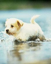 Cachorro Adorable Jugando en el Agua