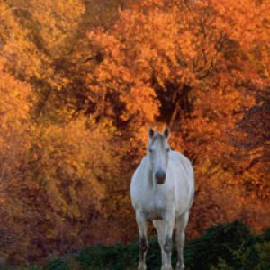 Caballo Blanco en Otoño