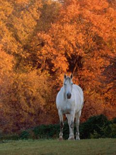 Caballo Blanco en Otoño