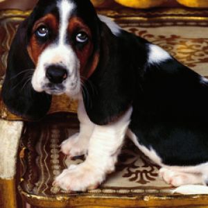 Adorable Cachorro Basset Hound