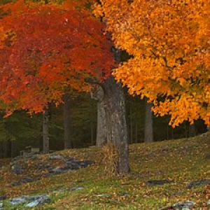 Árboles de Otoño en Colores Vibrantes