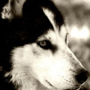 Retrato de Husky Siberiano