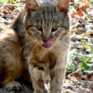 Gato Salvaje Lamiéndose los Labios