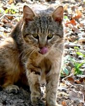 Gato Salvaje Lamiéndose los Labios
