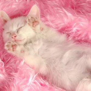 Gatito Blanco Durmiendo