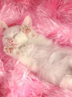Gatito Blanco Durmiendo