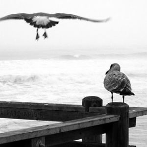 Gaviotas en el Muelle