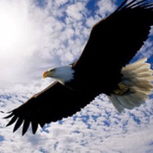 Águila Majestuosa en Vuelo