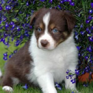 Cachorro Adorable Entre Flores