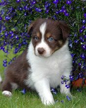 Cachorro Adorable Entre Flores