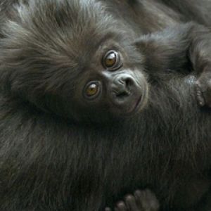 Bebé Gorila Adorable
