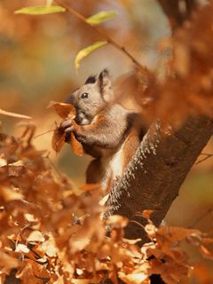 Ardilla en Hojas de Otoño