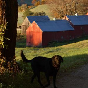 Perro Negro en Paisaje de Otoño