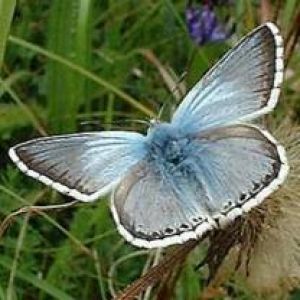 Hermosa Mariposa Azul