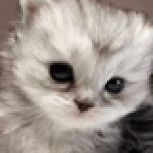 Primer Plano de un Gatito Adorable