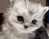 Primer Plano de un Gatito Adorable