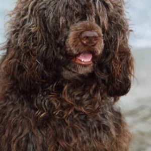 Perro Rizado