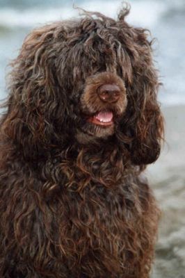 Perro Rizado