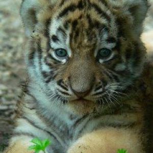 Cachorro de Tigre Adorable