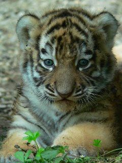 Cachorro de Tigre Adorable