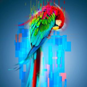 Arte de Loro Colorido