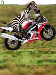 Cebra en Motocicleta