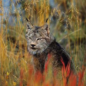 Lince en la Naturaleza