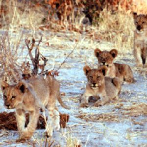 Cachorros de León Juguetones