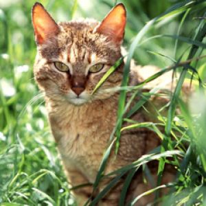 Gato Salvaje en la Naturaleza