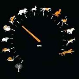 Arte del Velocímetro Animal
