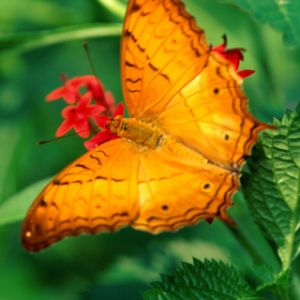 Mariposa Naranja Vibrante