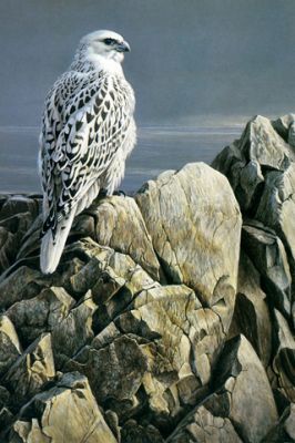 Halcon Majestuoso en Rocas