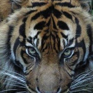 Tigre Majestuoso Acercándose