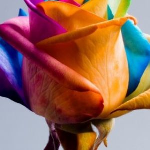 Rosa Arcoíris Colorida