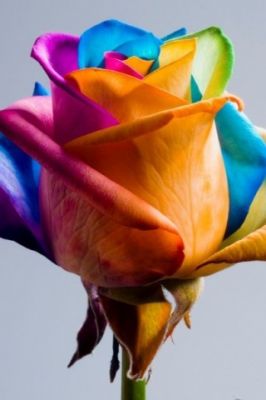 Rosa Arcoíris Colorida